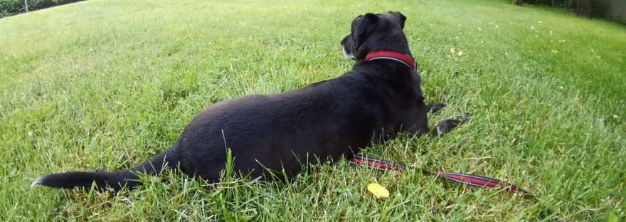 Our lab, looking majestic. Thanks for reading.